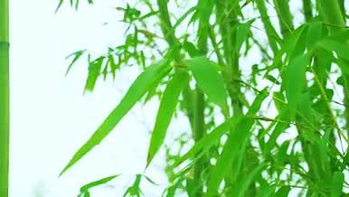 唯美植物绿色生机视频的预览图